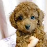 タイニープードル