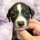 イタリアングレーハウンド