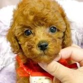 タイニープードル