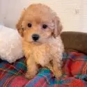 トイプードル(トイ)【千葉県・男の子・2024年11月30日・アプリコット】の写真7