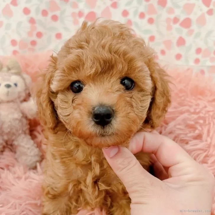くに 様のお迎えした子犬