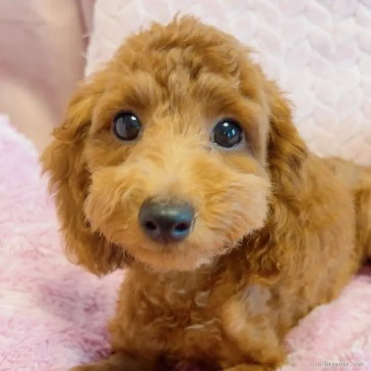 ID:2307-03471の子犬