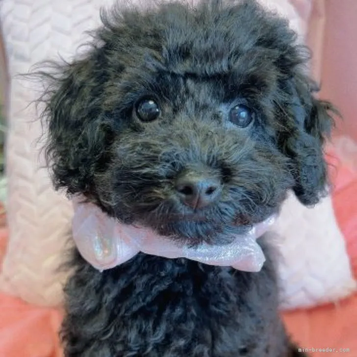 ID：2307-01705の子犬