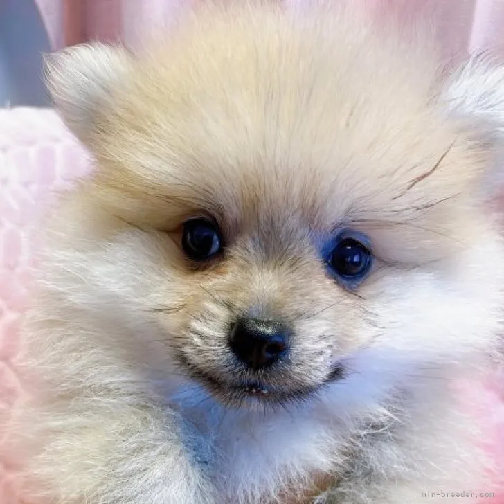 さゆ 様のお迎えした子犬