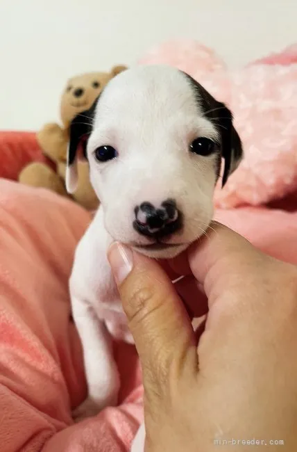 S.N 様のお迎えした子犬