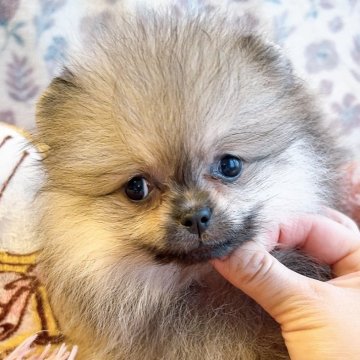 ポメラニアン【千葉県・女の子・2024年8月8日・オレンジセーブル】の写真「小さいけどパワフルな小悪魔的な女の子✨」