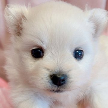 ポメラニアン【千葉県・女の子・2023年9月21日・クリーム】の写真「シロクマみたいな女の子✨」
