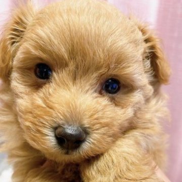 トイプー×ポメラニアン【千葉県・男の子・2023年2月4日・アプリコット】の写真「3.17までの特別価格です♪」