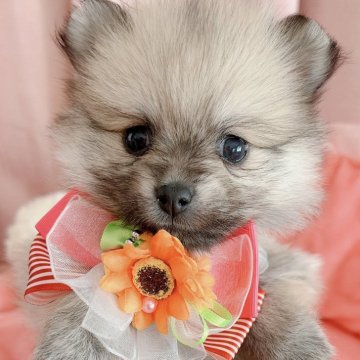 ポメラニアン【千葉県・女の子・2023年6月25日・オレンジセーブル】の写真「お目目くりくり女の子✨」
