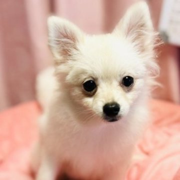 ポメラニアン【千葉県・女の子・2023年6月25日・ホワイト】の写真「12月6日お写真更新✨」
