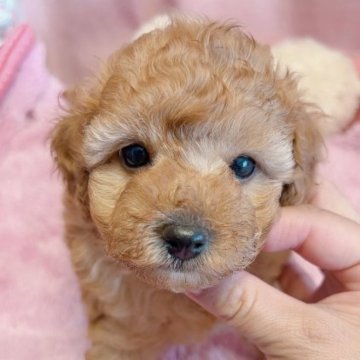 トイプードル(トイ)【千葉県・女の子・2023年9月30日・アプリコット】の写真「11.6 お写真更新✨」