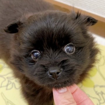 ポメラニアン【千葉県・女の子・2024年5月18日・ブラック】の写真「真っ黒黒な女の子✨」