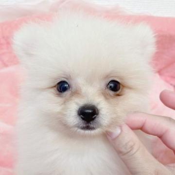 ポメラニアン【千葉県・女の子・2022年8月12日・クリーム】の写真「6日までの掲載です。
特別価格となっております✨」
