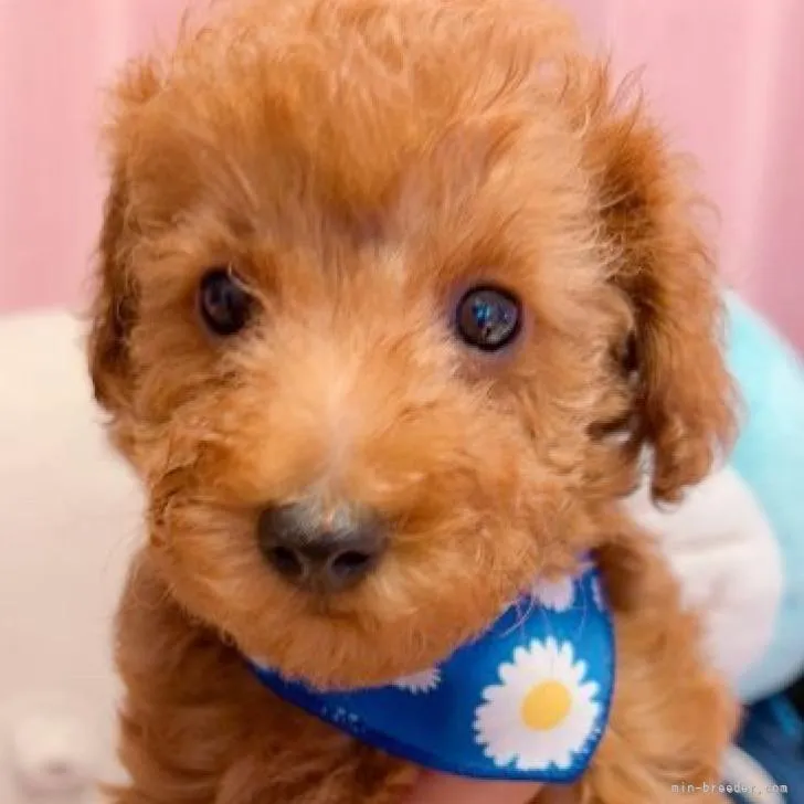 ID：2207-04543の子犬