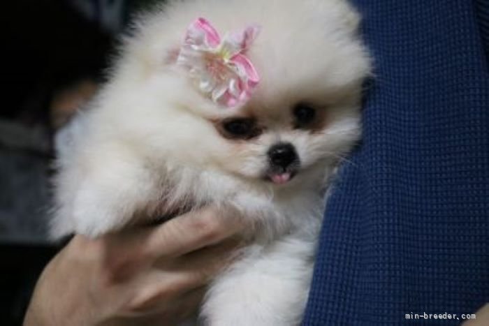 この子はエリーちゃんの赤ちゃんです｜高山　幸子(たかやま　さちこ)ブリーダー(静岡県・ポメラニアン・JKC登録)の紹介写真2