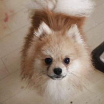 ポメラニアン【静岡県・男の子・2024年4月30日・オレンジ】の写真「お腹が真っ白なオレンジです」