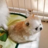 ポメラニアン