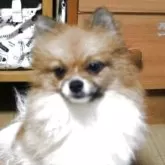 ポメラニアン