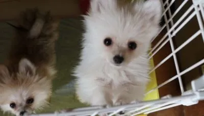 ID：2204-00655の子犬