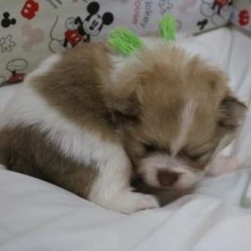 ポメラニアン【静岡県・男の子・2022年11月24日・パーティーカラー】の写真「とっても奇麗なパーティー君です」