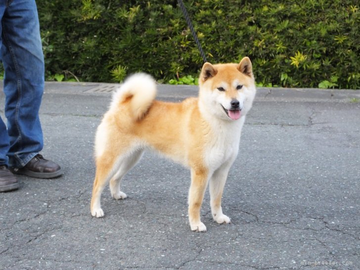 本部賞を受賞した柴犬です。｜相原　良一郎(あいはら　りょういちろう)ブリーダー(静岡県・柴犬・日本犬保存会/KCジャパン（日本社会福祉愛犬協会）登録)の紹介写真6