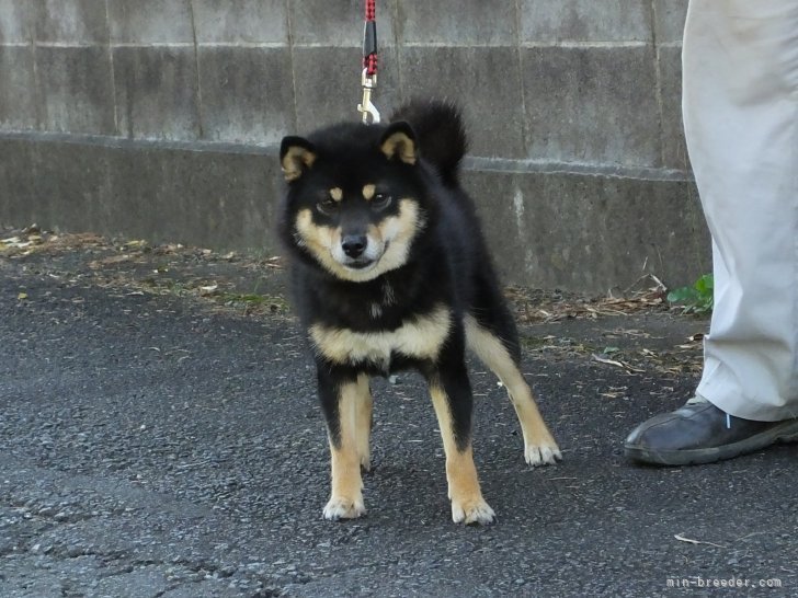 黒の豆柴もいますよ。｜相原　良一郎(あいはら　りょういちろう)ブリーダー(静岡県・柴犬・日本犬保存会/KCジャパン（日本社会福祉愛犬協会）登録)の紹介写真7