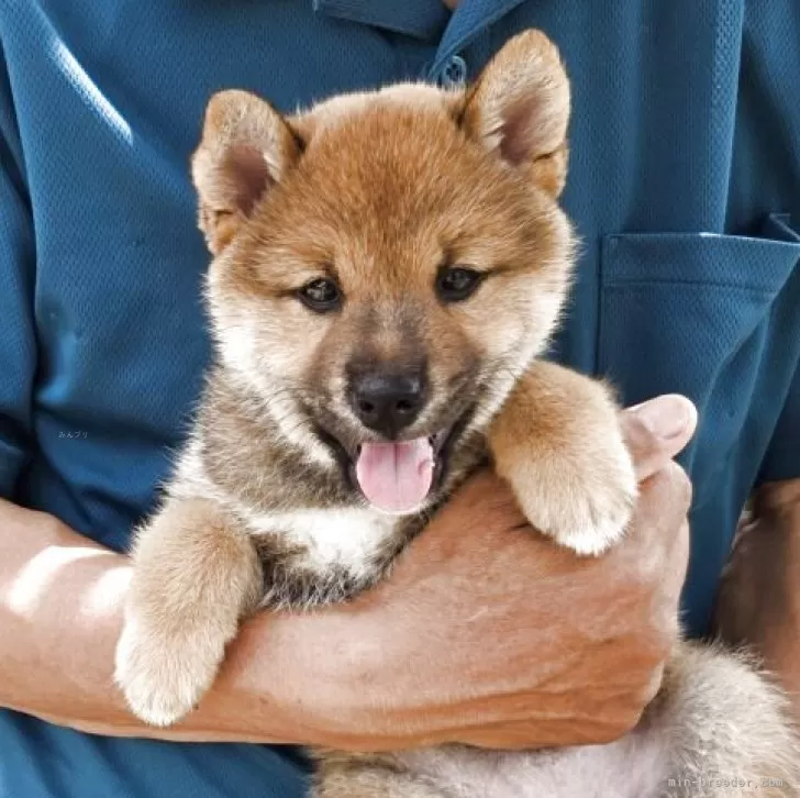 M.M 様のお迎えした子犬