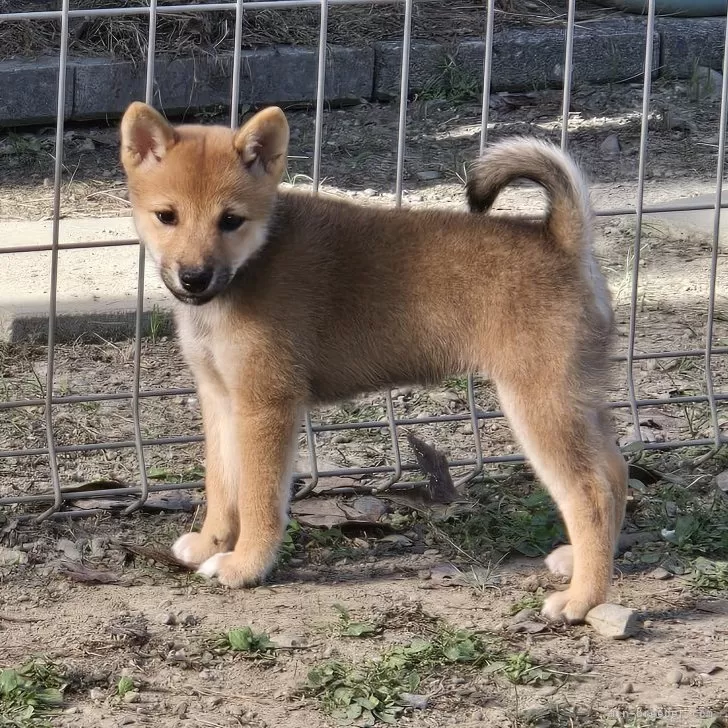 ID:2508-03267の子犬