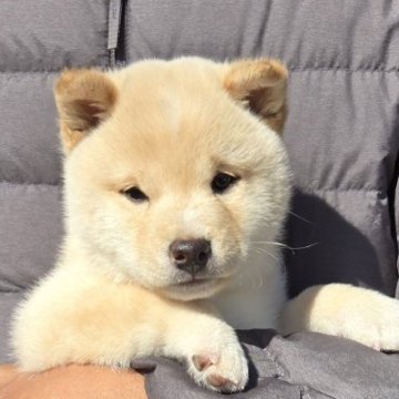 柴犬(豆柴)【静岡県・男の子・2024年12月15日・白】の写真「元気で活発な仔犬です。顔は可愛いです。」