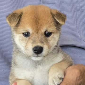 豆柴【静岡県・女の子・2025年7月9日・赤】の写真「父親似の可愛い子です。人に慣れてます。」
