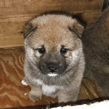 柴犬(豆柴)【静岡県・男の子・2025年5月9日・赤】の写真「母親似のたぬき顔の可愛いらしい子です。」