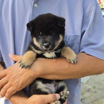 豆柴【静岡県・男の子・2025年7月11日・黒】の写真「太めで可愛いです。優しい子です。」