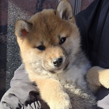 柴犬(標準サイズ)【静岡県・男の子・2024年12月9日・赤】の写真「男の子でも可愛い顔してます。くりくりでキレもある目」