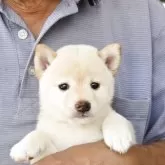 豆柴
