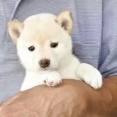 豆柴