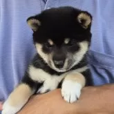 豆柴