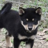 柴犬(豆柴)