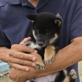 柴犬(豆柴)