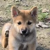 豆柴【静岡県・女の子・2025年7月9日・胡麻】の写真2