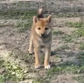 豆柴【静岡県・女の子・2025年7月9日・胡麻】の写真3