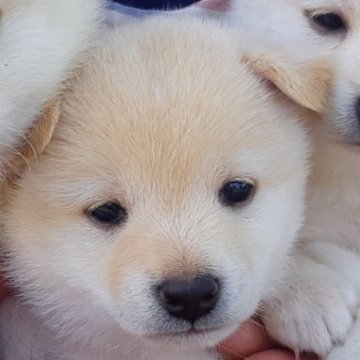 柴犬(豆柴)【静岡県・男の子・2024年5月5日・白】の写真「可愛い顔で、優しい目の白豆柴です。」