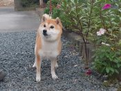 柴犬【・女の子・2020年4月4日・赤】