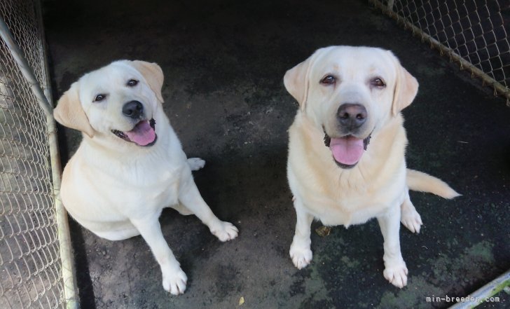 森山潤子ブリーダー