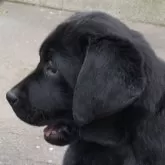 ラブラドールレトリバー【北海道・女の子・2025年8月24日・ブラック】の写真3