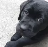 ラブラドールレトリバー【北海道・女の子・2025年8月24日・ブラック】の写真6