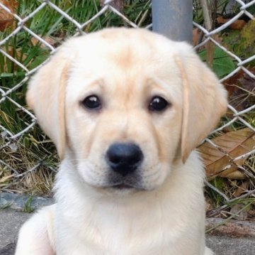 ラブラドールレトリバー【北海道・女の子・2025年8月24日・イエロー】の写真「かわいいイエローの女の子」