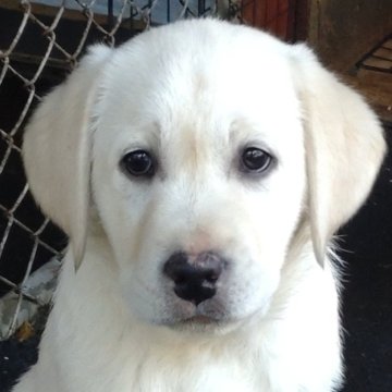 ラブラドールレトリバー【北海道・男の子・2025年8月24日・イエロー】の写真「男の子　一頭のみ！！」