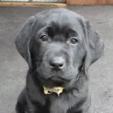 ラブラドールレトリバー【北海道・女の子・2025年8月24日・ブラック】の写真4