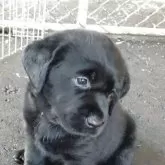 ラブラドールレトリバー【北海道・女の子・2025年8月24日・ブラック】の写真15