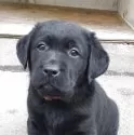 ラブラドールレトリバー【北海道・女の子・2025年8月24日・ブラック】の写真9